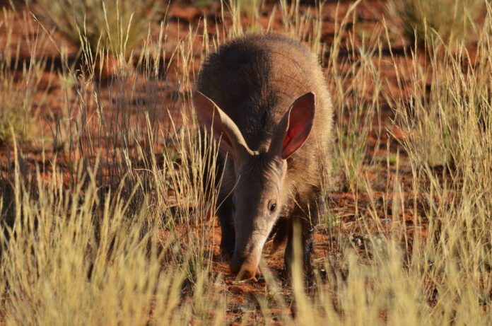 Disappearance of aardvarks from dry ecosystems could have devastating consequences for the many other animals that rely on their burrows. Kelsey Green