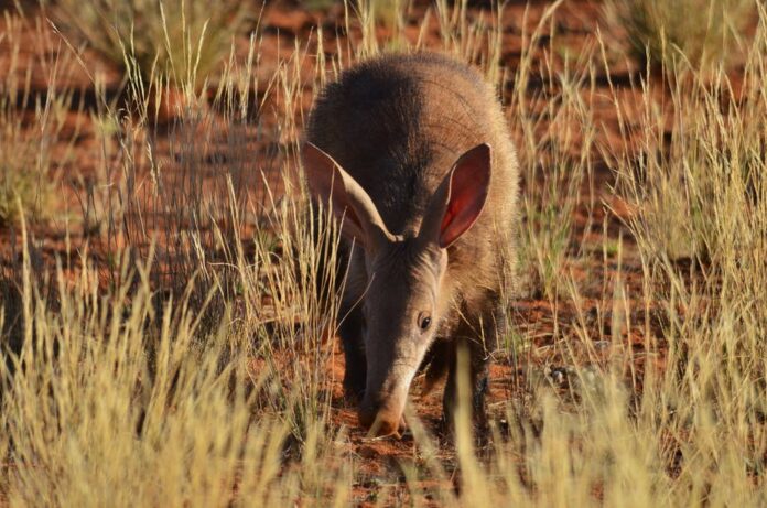 aardvark thecon Disappearance of aardvarks from dry ecosystems could have devastating consequences for the many other animals that rely on their burrows. Kelsey Green