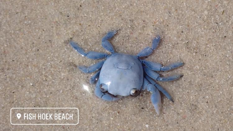 blue crab beach fish hoek