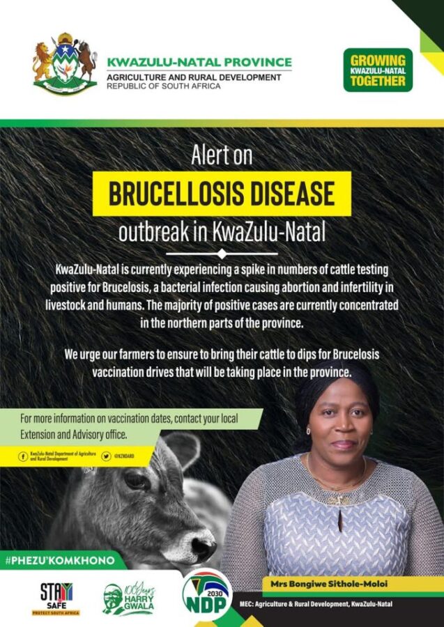 A cattle vaccination drive is being launched to contain the Brucella-Bacteria outbreak in KZN.