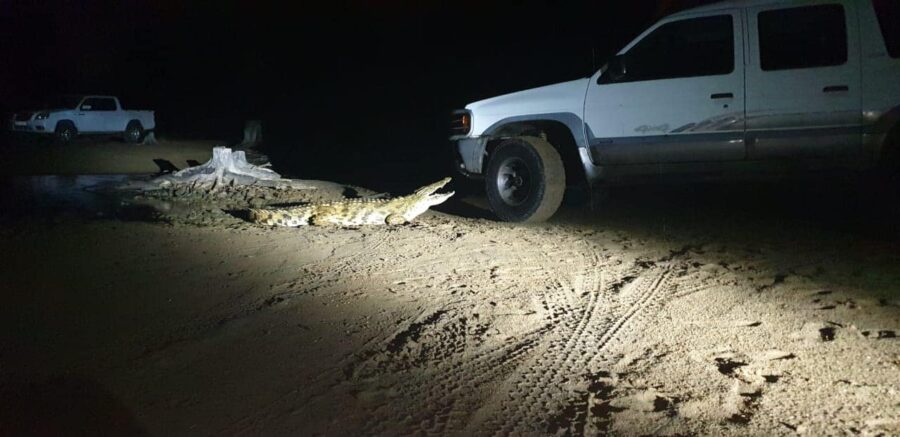 A crocodile attacked a bakkie in Richards Bay South Africa