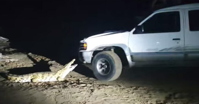 crocodile-bakkie-richards-bay crocodile-bakkie-richards-bay