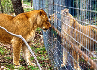captive lion breeding south africa