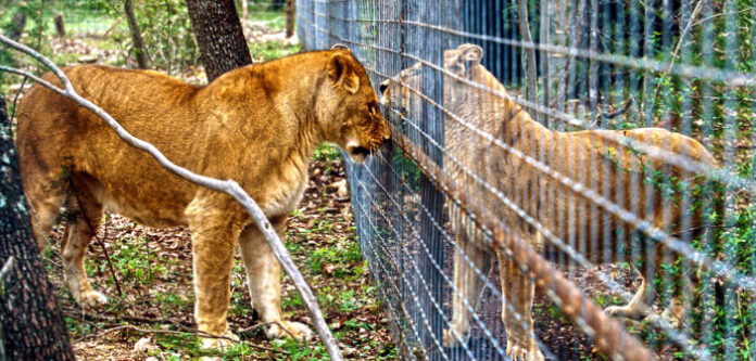 SOUTH AFRICA CAPTIVE PREDATOR BREEDING captive lion breeding south africa