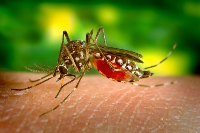 mosquito-malaria south africa pix mosquito-malaria south africa pix