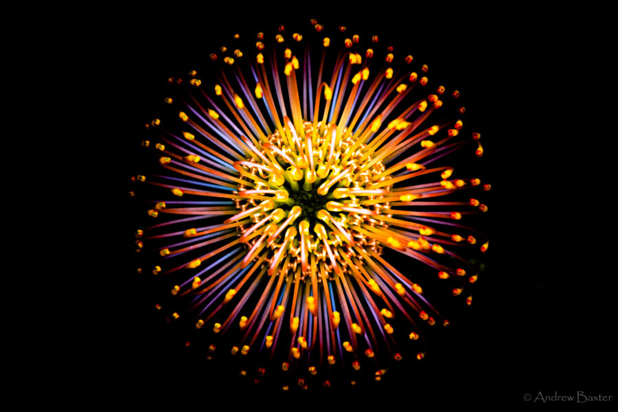 Protea flower photos like fireworks at Kirstenbosch South Africa