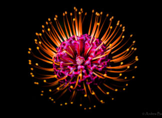 Protea flower photos like fireworks at Kirstenbosch South Africa