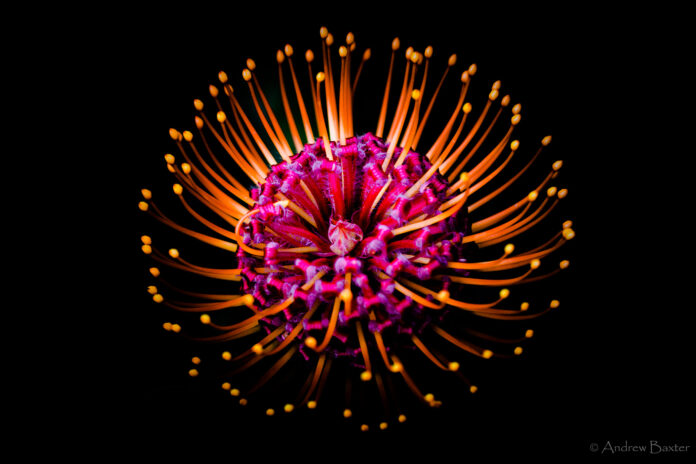 proteas 3 Protea flower photos like fireworks at Kirstenbosch South Africa