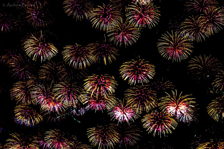 Protea flower photos like fireworks at Kirstenbosch South Africa
