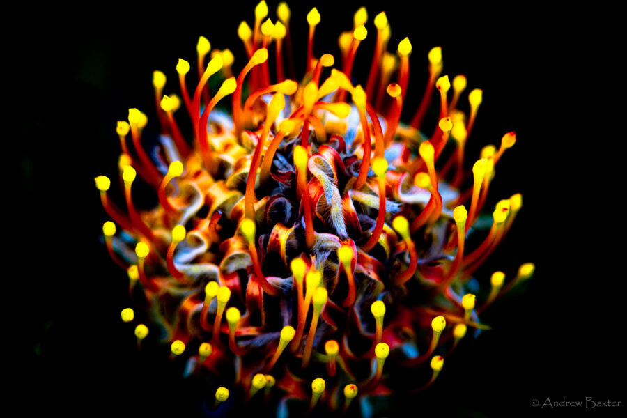 Protea flower photos like fireworks at Kirstenbosch South Africa