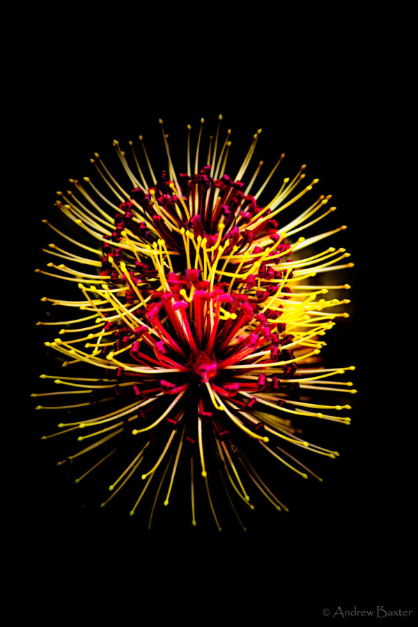 Protea flower photos like fireworks at Kirstenbosch South Africa