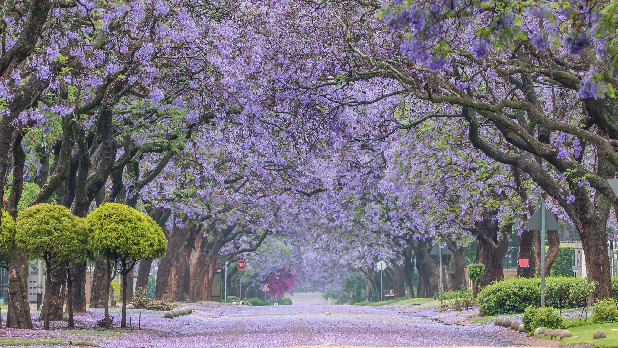 Stunning Photos of Pretty Pretoria as Jacarandas Bloom Like 