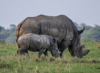 rhino-poaching-kzn