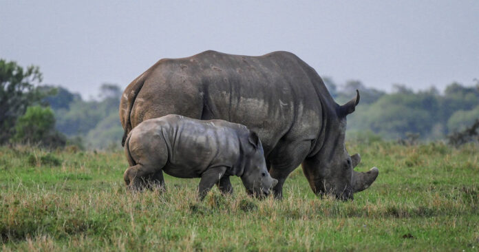 rhino-poaching-kzn