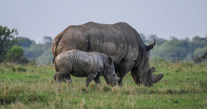 rhino-poaching-kzn rhino-poaching-kzn