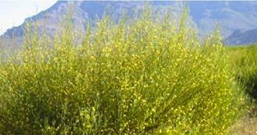 Rooibos - or Aspalathus linearis - shows potential for Covid-19 treatment