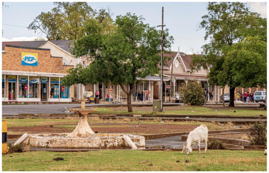 small town sa goat