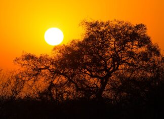 kruger national park sunrise. missing field ranger