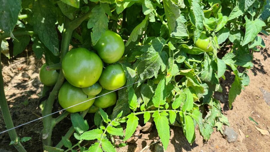 tomatoes elangeni green zone