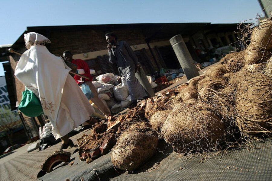 traditional medicine for covid