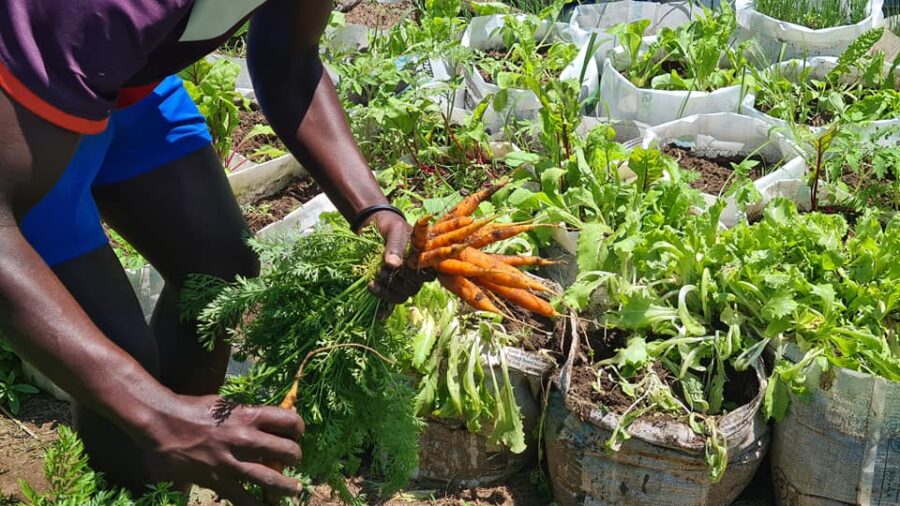 vegetable garden durban