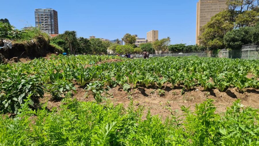 vegetable garden durban