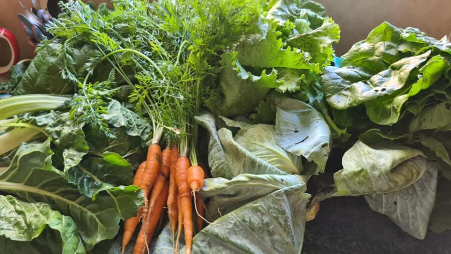 vegetable garden durban