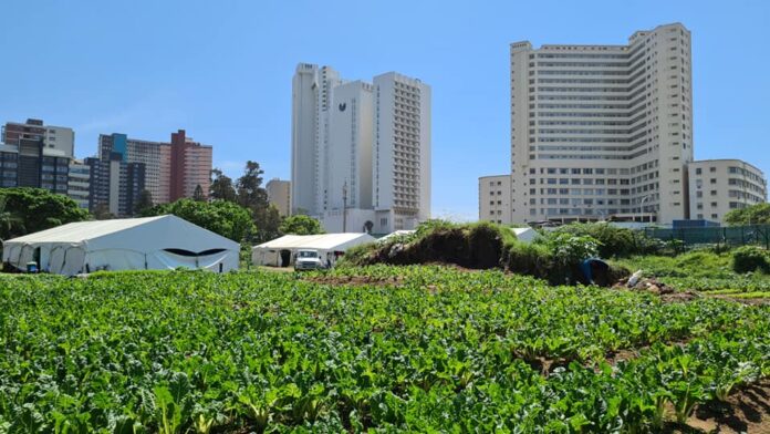 vegetable garden near elangeni vegetable garden durban