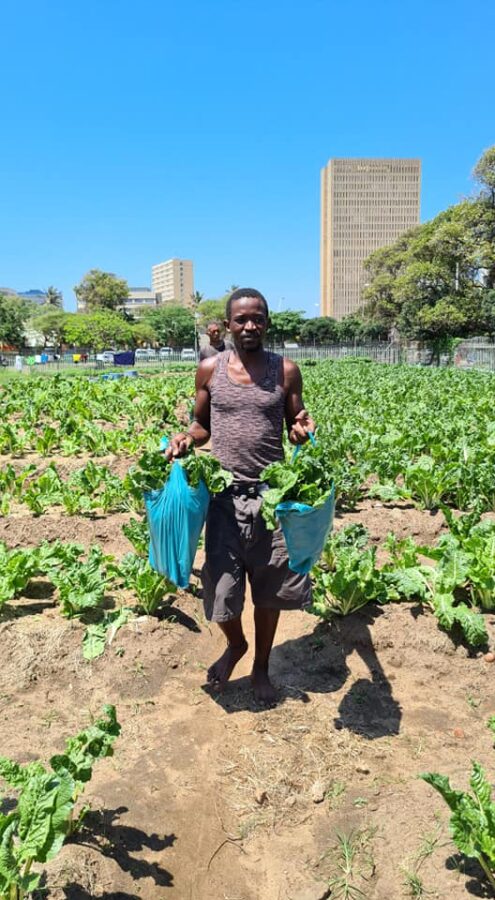 vegetable garden durban