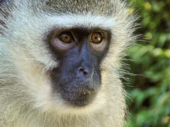 vervet monkey pix vervet monkey amputated by vet stock photo