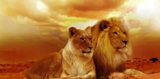 what-it-means-to-be-from-south-africa-lions