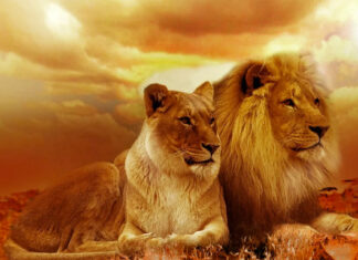 what-it-means-to-be-from-south-africa-lions