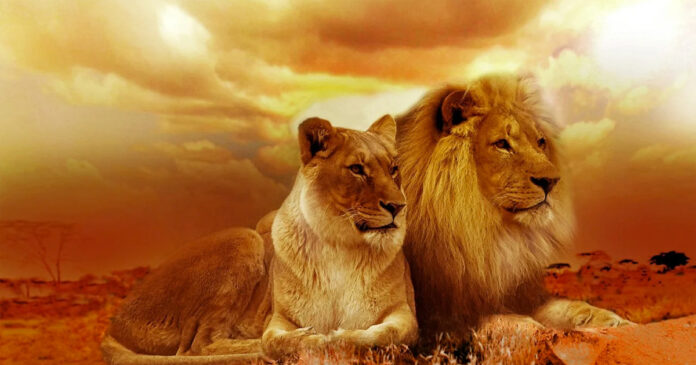 what-it-means-to-be-from-south-africa-lions what-it-means-to-be-from-south-africa-lions