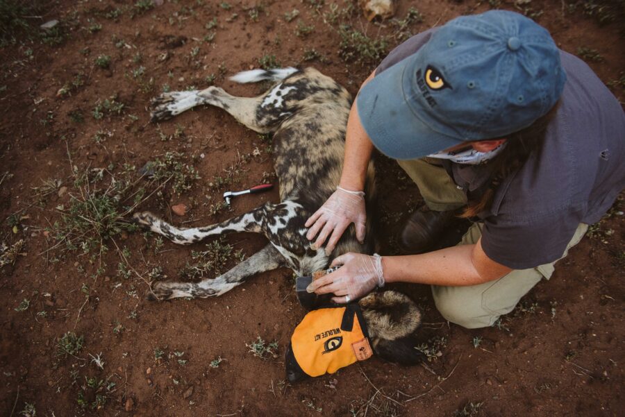 wild dog collaring south africa