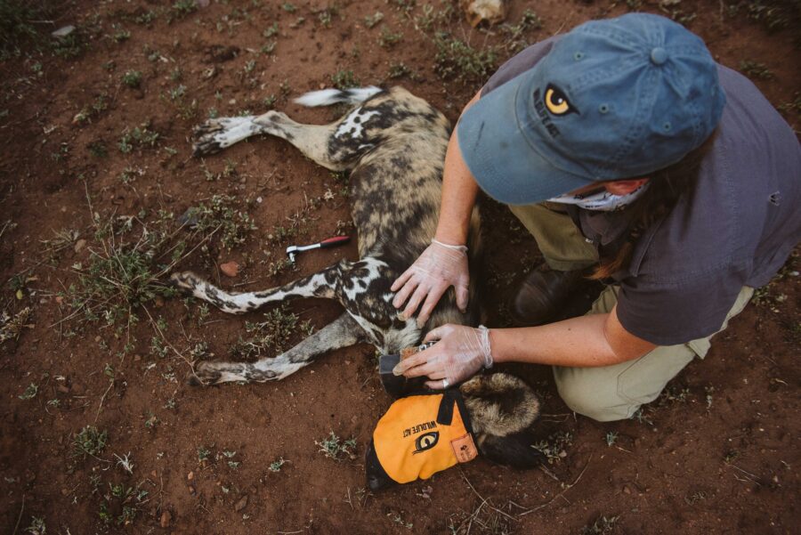 wild dog collaring south africa