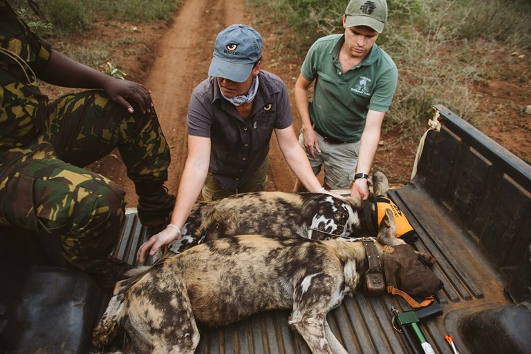 wild dog collaring south africa