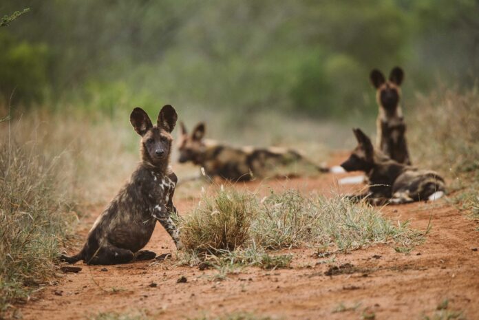2020.12.01_Somkhanda_WildDogDart_CaseyPratt_LA-1646 wild dog, painted dog collaring south africa