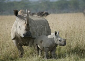 Police launch manhunt for rhino poaching suspects