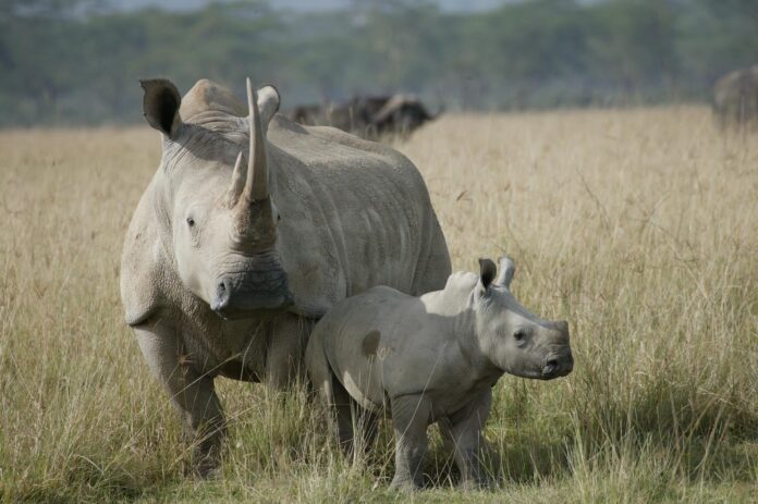 Police launch manhunt for rhino poaching suspects Police launch manhunt for rhino poaching suspects