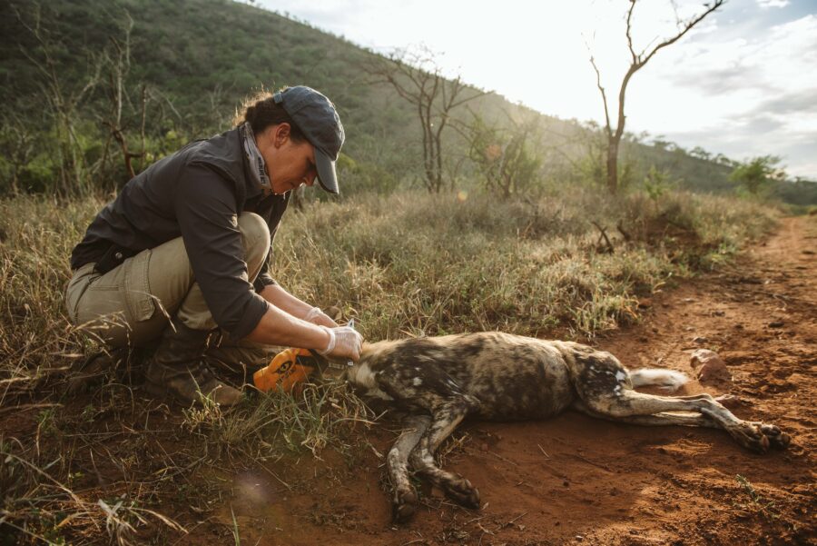 painted wild dog collaring south africa