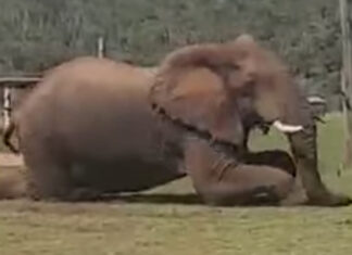 addo-elephant-crawls-under-fence