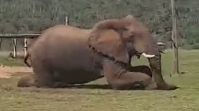 addo-elephant-crawls-under-fence addo-elephant-crawls-under-fence