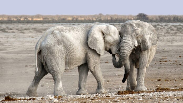 elephants namibia auction sale because of drought pi