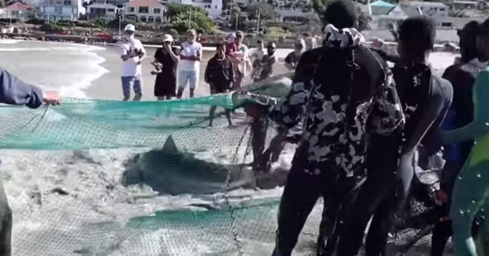 fish-hoek-beach-shark Shark caught in the Treknet, and released with love fish hoek beach south africa