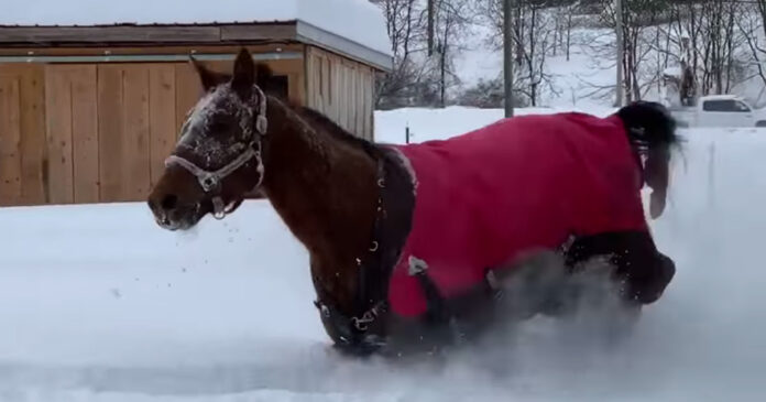 horse-playing-snow-new-york-state horse-playing-snow-new-york-state
