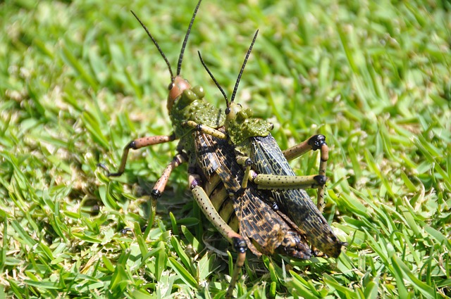 locusts south africa locusts outbreak