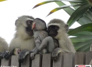 monkey family
