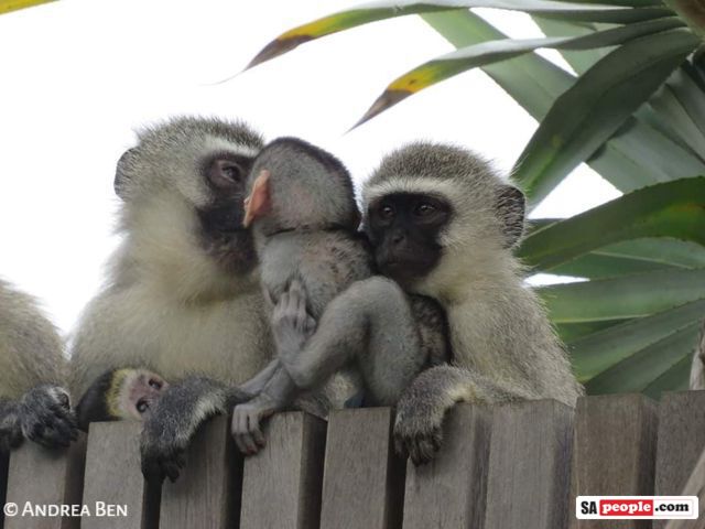 monkeys 8 monkey family