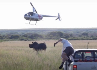 rhino-dehorning-south-africa