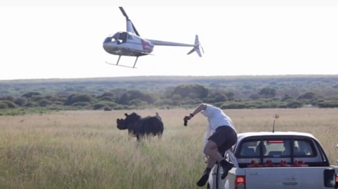 rhino-dehorning-south-africa rhino-dehorning-south-africa